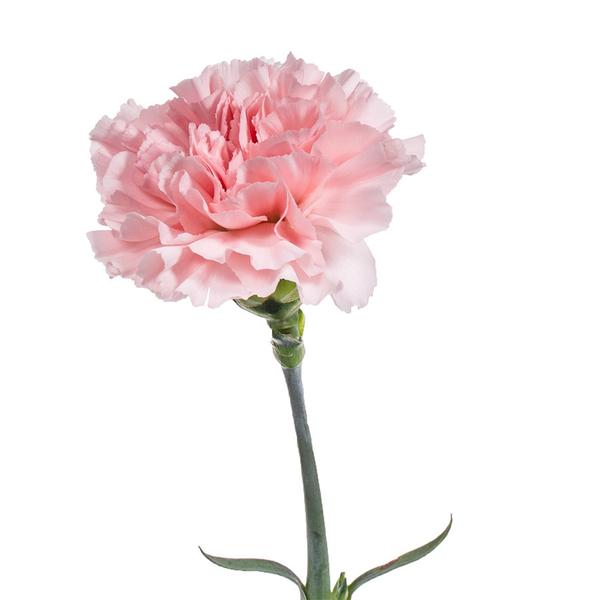 Most Beautiful Flowers in the World